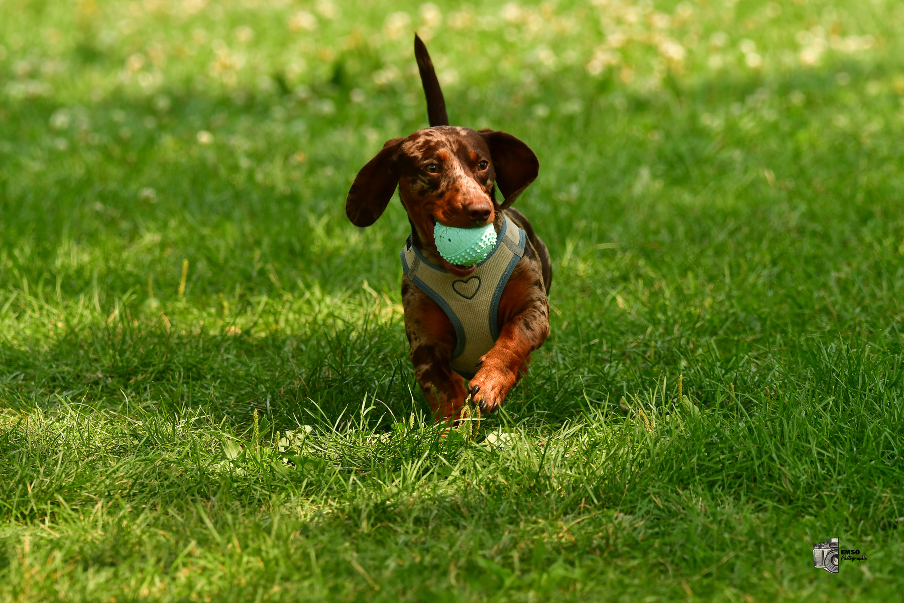  Rugby Club de Montréal - Town of Mount Royal RFC - Rugby - RQ 2025 - LP2 F - Rugby Club de Montréal vs TMR (#RQ25LP2FRCMT7) Photo by: emso photo | Siuxy Sports 2025-07-26