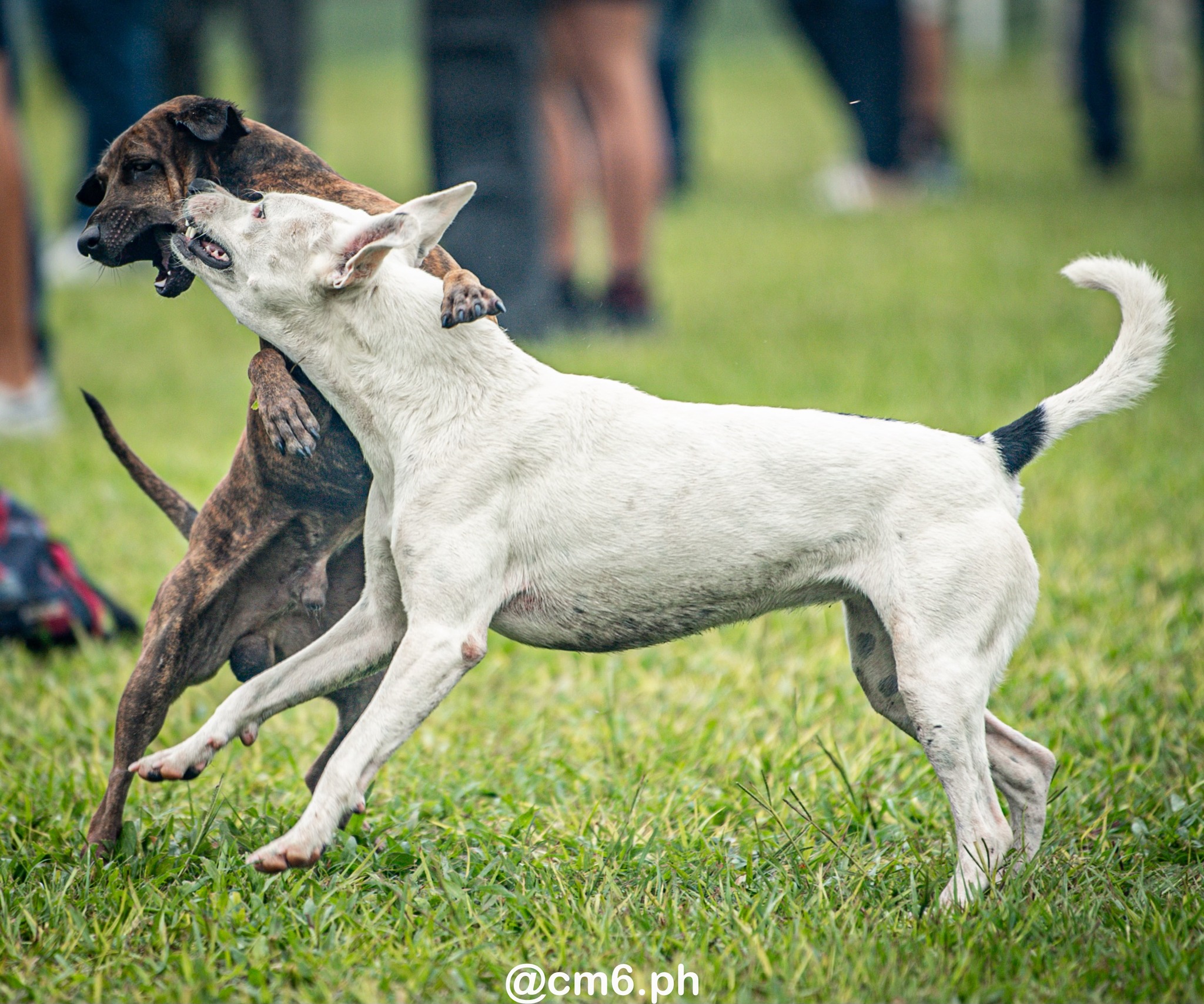  Universitario Rugby Club - Tucuman - Natación y Gimnasia - Rugby - URT 2025 - M15 - Universitario vs Natacion y Gimnasia (#URT25M15M16UNNG03) Photo by: Christian Mas | Siuxy Sports 2025-03-16
