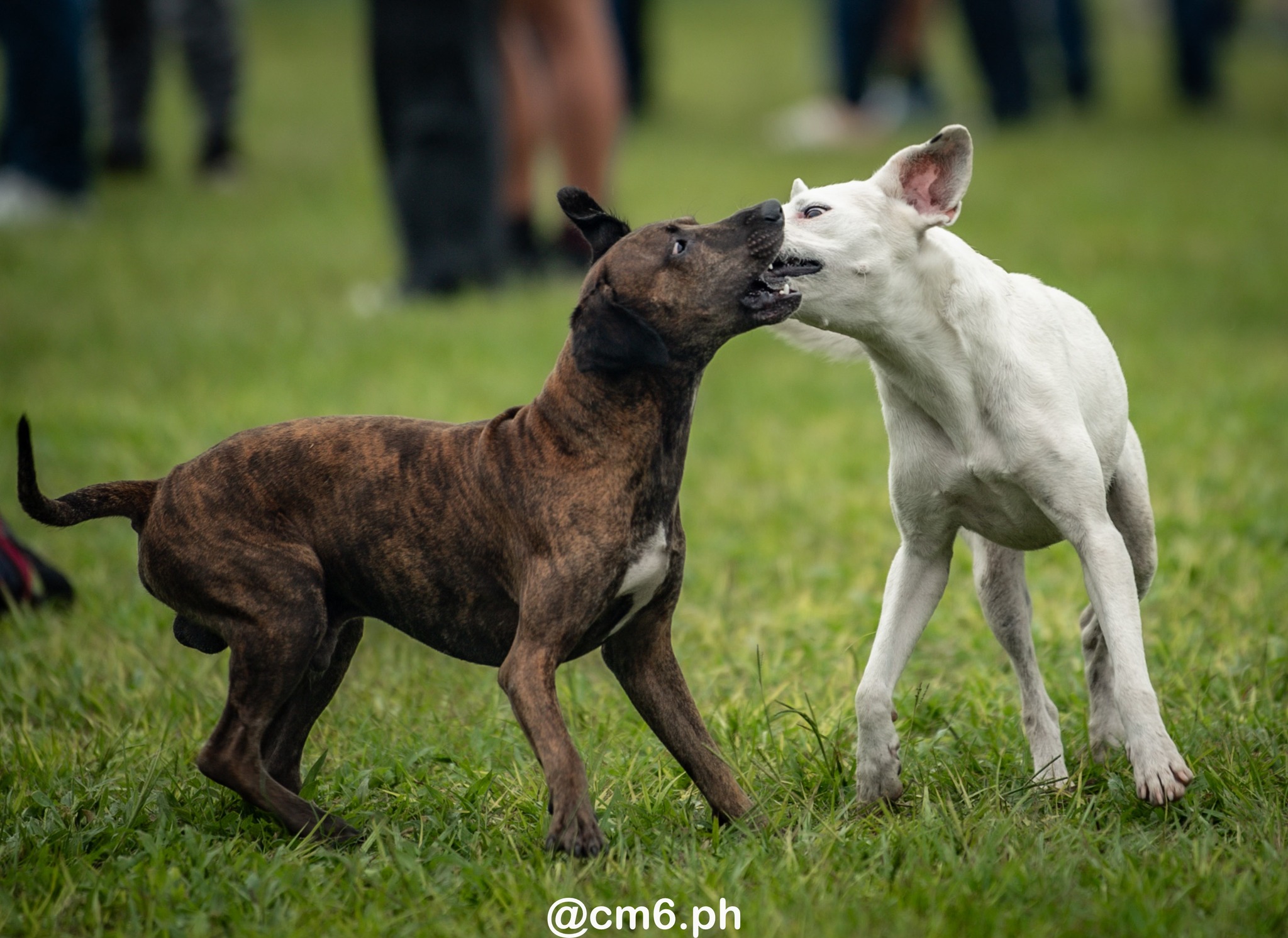  Universitario Rugby Club - Tucuman - Natación y Gimnasia - Rugby - URT 2025 - M15 - Universitario vs Natacion y Gimnasia (#URT25M15M16UNNG03) Photo by: Christian Mas | Siuxy Sports 2025-03-16