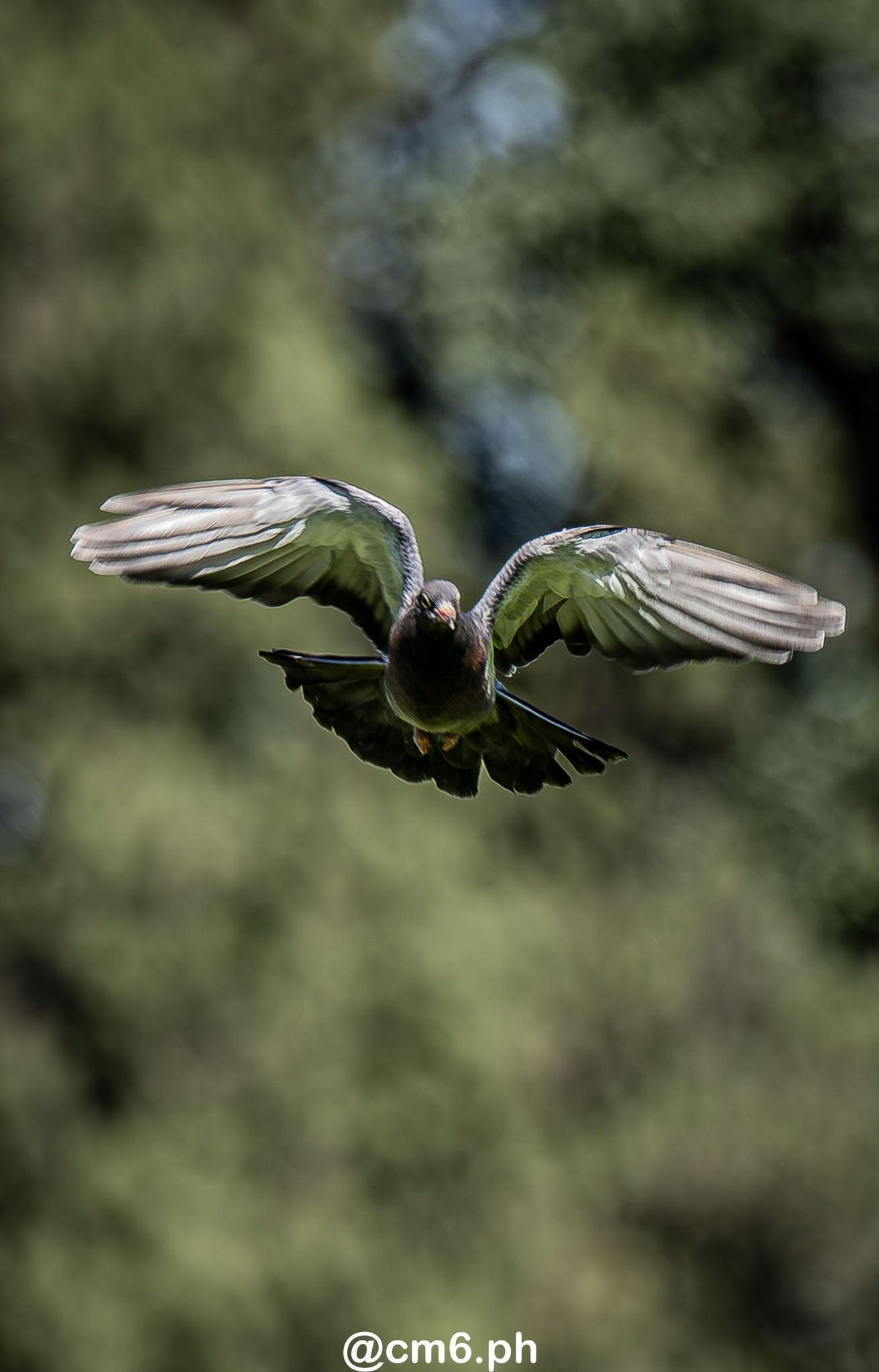  Universitario Rugby Club - Tucuman - Los Tarcos Rugby Club - Rugby - URT 2025 - Universitario vs Tarcos (#URT25UT0091) Photo by: Christian Mas | Siuxy Sports 2025-09-06