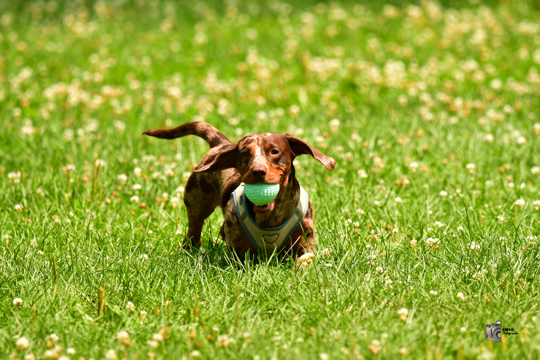  Rugby Club de Montréal - Town of Mount Royal RFC - Rugby - RQ 2025 - LP2 F - Rugby Club de Montréal vs TMR (#RQ25LP2FRCMT7) Photo by: emso photo | Siuxy Sports 2025-07-26