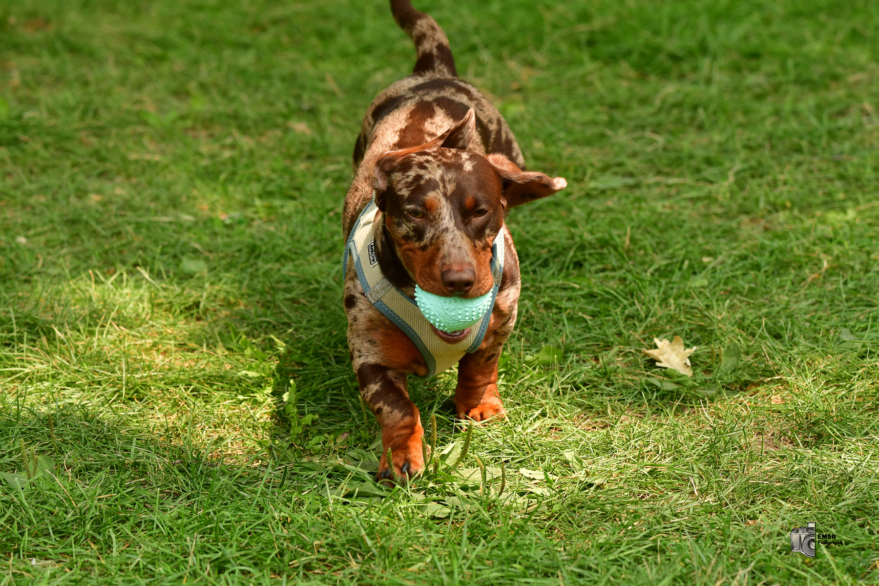  Rugby Club de Montréal - Town of Mount Royal RFC - Rugby - RQ 2025 - LP2 F - Rugby Club de Montréal vs TMR (#RQ25LP2FRCMT7) Photo by: emso photo | Siuxy Sports 2025-07-26