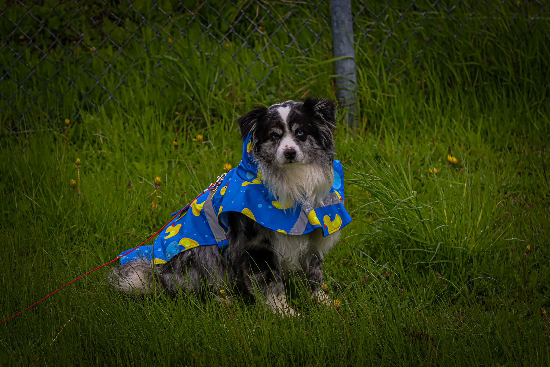  Club de Rugby de Québec - Saint-Georges Lumberjacks - Rugby - RQ 2025 - LPR2 F - Club de Rugby de Québec (0) vs (39) Saint-Georges Lumberjacks (#RQ25LP2FRQL5) Photo by: Photo Mayarts | Siuxy Sports 2025-05-24