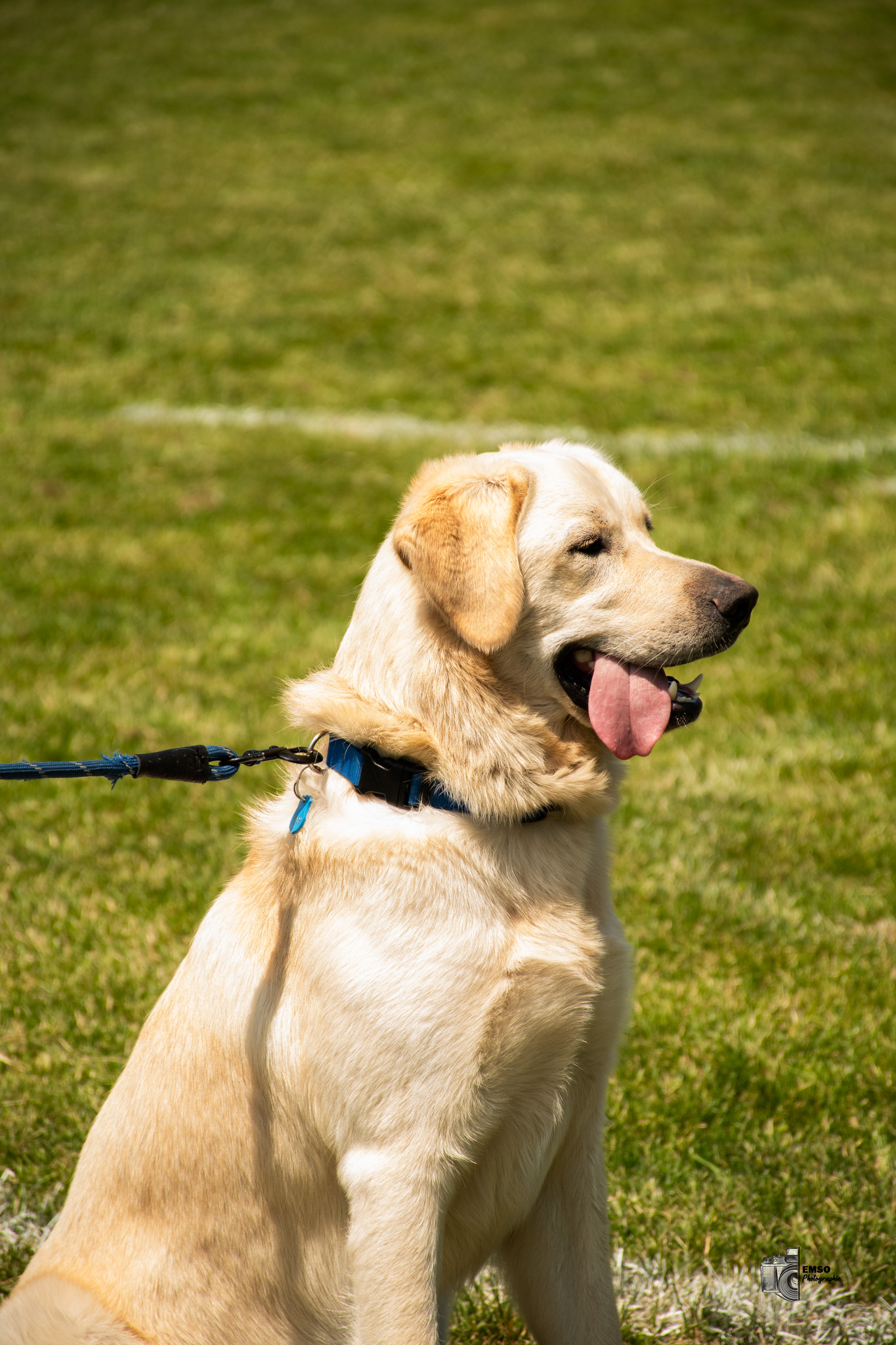  Sainte-Anne-de-Bellevue RFC - Rugby Club de Montréal - Rugby - RQ 2025 - SL R M - Sainte-Anne-de-Bellevue vs Rugby Club de Montréal (#RQ25SLMRSAR66) Photo by: emso photo | Siuxy Sports 2025-06-14