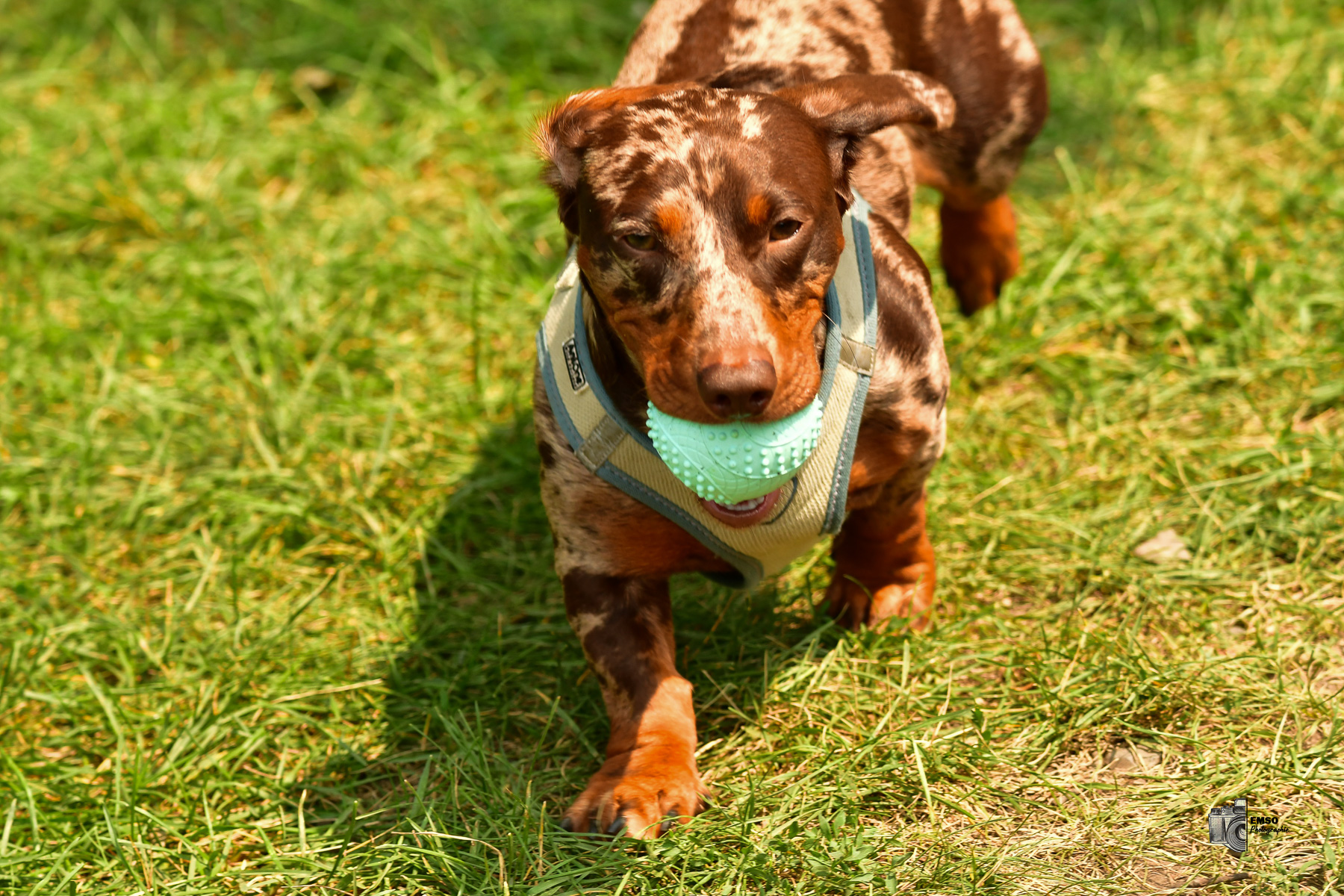  Rugby Club de Montréal - Town of Mount Royal RFC - Rugby - RQ 2025 - LP2 F - Rugby Club de Montréal vs TMR (#RQ25LP2FRCMT7) Photo by: emso photo | Siuxy Sports 2025-07-26