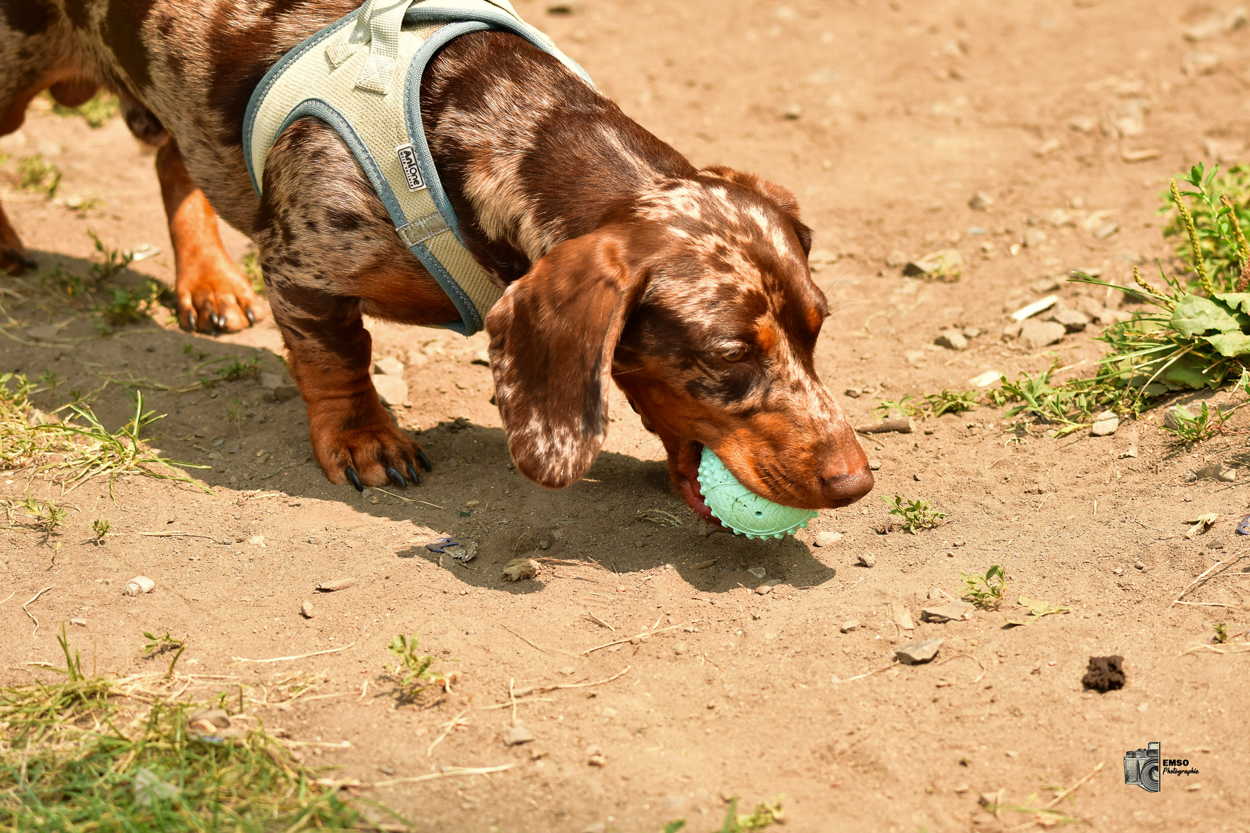  Rugby Club de Montréal - Town of Mount Royal RFC - Rugby - RQ 2025 - LP2 F - Rugby Club de Montréal vs TMR (#RQ25LP2FRCMT7) Photo by: emso photo | Siuxy Sports 2025-07-26